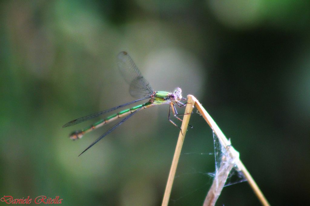 Ident. libellula 1!!!